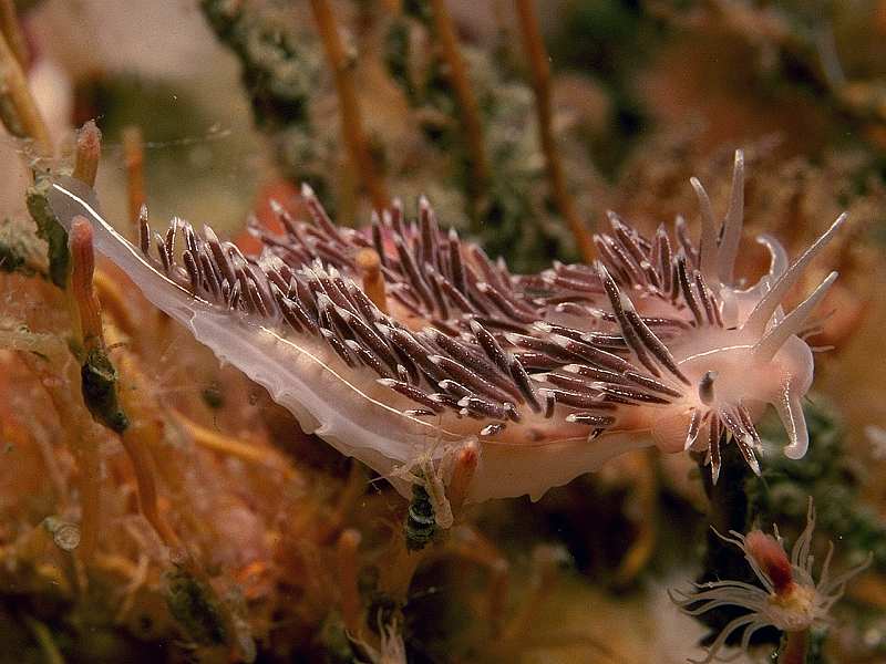 Coryphella lineata